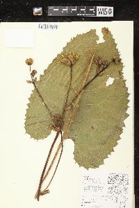 Silphium terebinthinaceum var. terebinthinaceum image