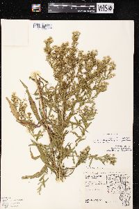 Symphyotrichum lateriflorum var. hirsuticaule image