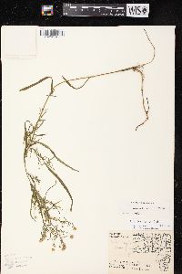 Symphyotrichum lateriflorum var. hirsuticaule image