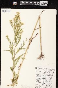 Symphyotrichum lanceolatum var. lanceolatum image