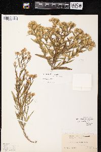 Symphyotrichum lanceolatum var. lanceolatum image