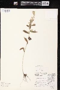 Symphyotrichum lateriflorum var. lateriflorum image