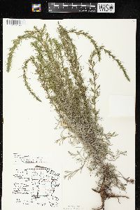 Artemisia campestris image