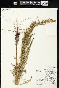 Artemisia campestris subsp. caudata image