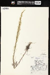 Artemisia campestris image