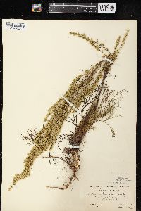 Artemisia campestris image