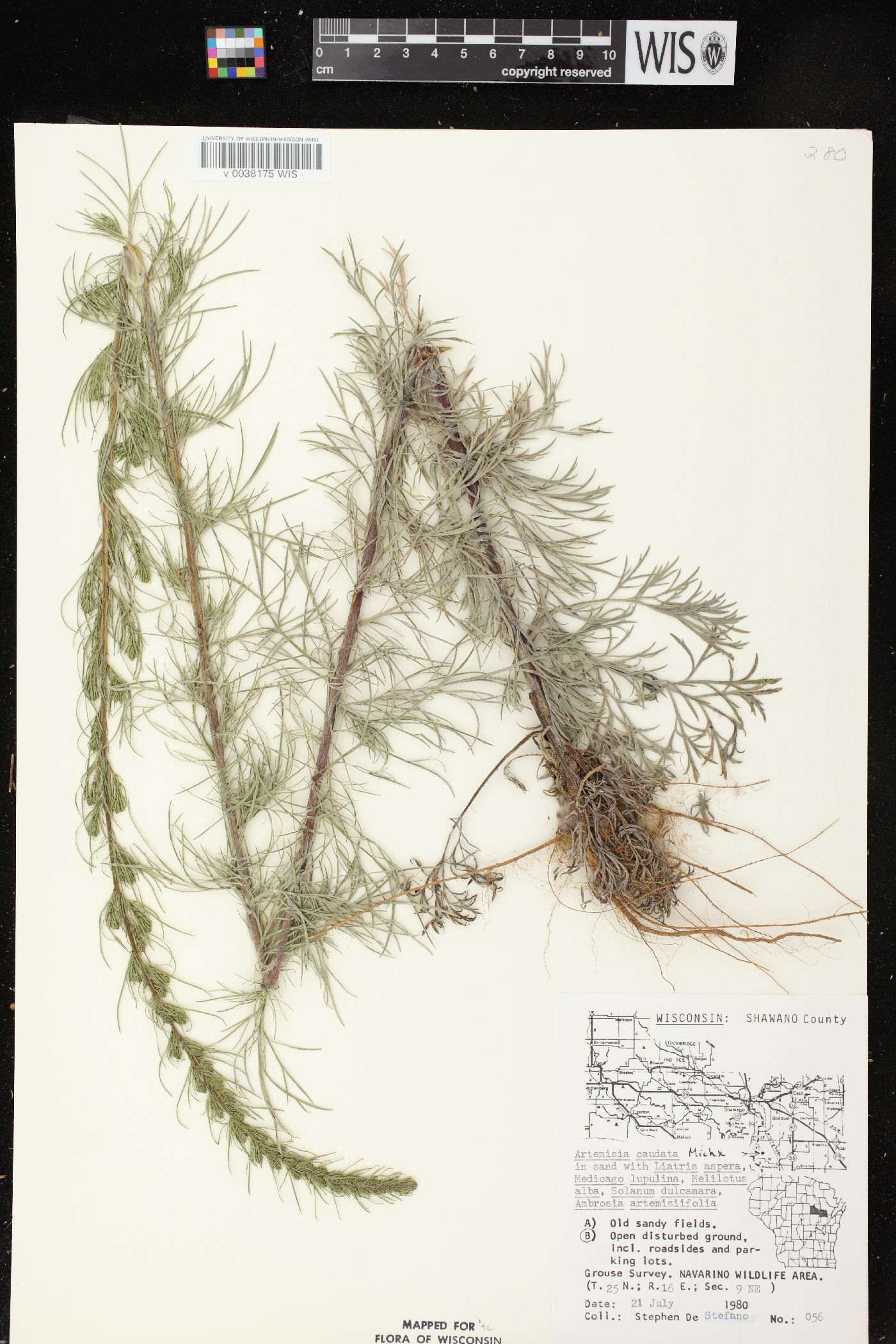 Artemisia campestris subsp. caudata image