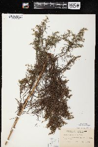 Artemisia dracunculus image