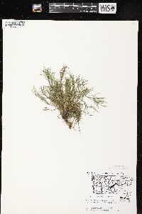 Artemisia campestris image