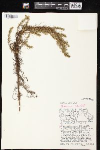 Artemisia campestris subsp. caudata image