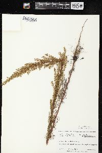 Artemisia campestris subsp. caudata image