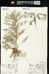 Artemisia campestris image