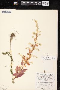 Symphyotrichum lateriflorum var. lateriflorum image