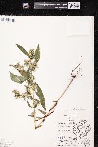 Symphyotrichum lateriflorum var. lateriflorum image