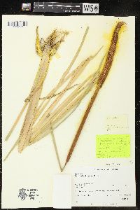 Typha domingensis image