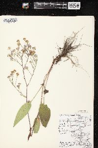 Symphyotrichum oolentangiense image