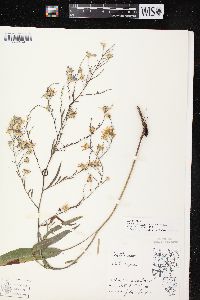 Symphyotrichum oolentangiense image