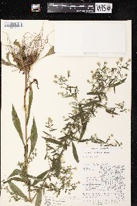 Symphyotrichum lateriflorum var. lateriflorum image