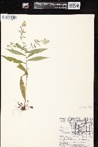 Symphyotrichum lateriflorum var. lateriflorum image