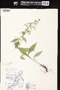 Symphyotrichum lateriflorum var. lateriflorum image
