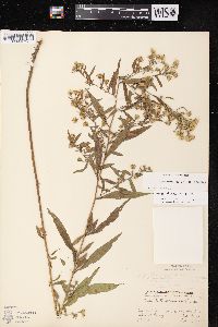 Symphyotrichum lateriflorum var. lateriflorum image