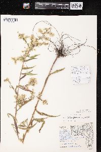 Symphyotrichum lateriflorum var. lateriflorum image