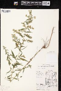 Symphyotrichum lateriflorum var. lateriflorum image