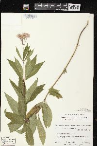 Eutrochium maculatum var. maculatum image