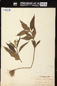 Eutrochium maculatum var. maculatum image