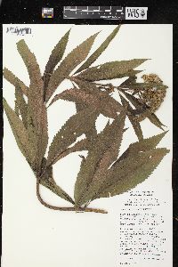 Eutrochium maculatum var. maculatum image