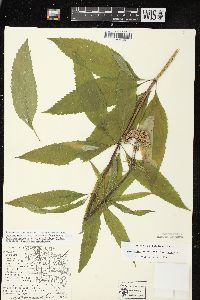 Eutrochium maculatum var. maculatum image