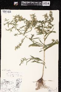 Symphyotrichum lateriflorum var. lateriflorum image