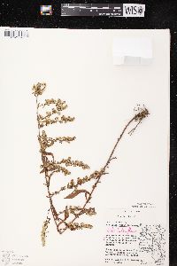 Symphyotrichum lateriflorum var. lateriflorum image