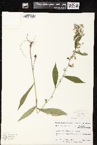 Symphyotrichum lateriflorum var. lateriflorum image