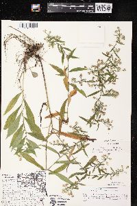 Symphyotrichum lateriflorum var. hirsuticaule image