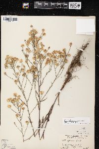 Symphyotrichum oolentangiense image