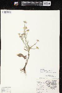 Symphyotrichum oolentangiense image