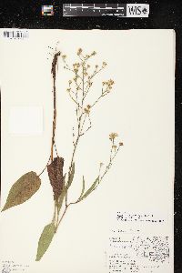 Symphyotrichum oolentangiense image