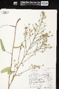 Symphyotrichum oolentangiense image