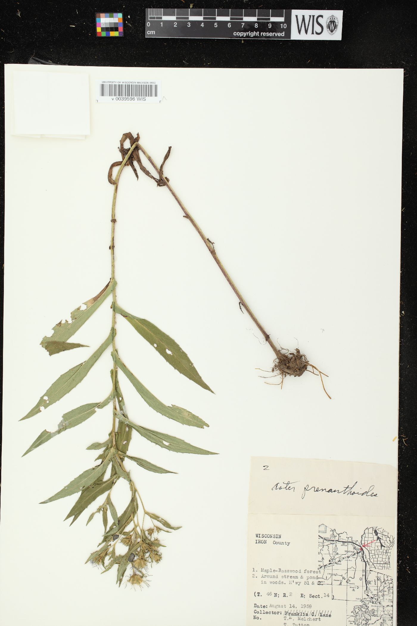 Symphyotrichum prenanthoides image