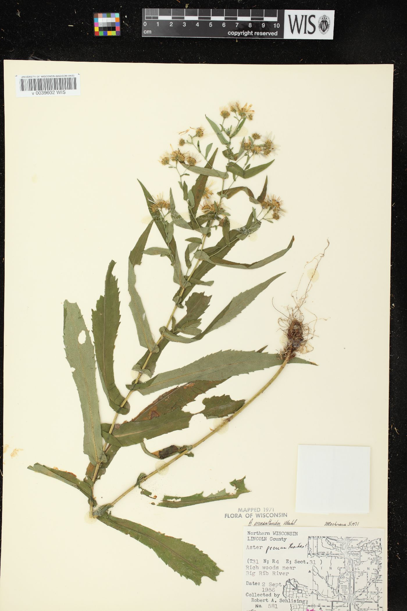 Symphyotrichum prenanthoides image