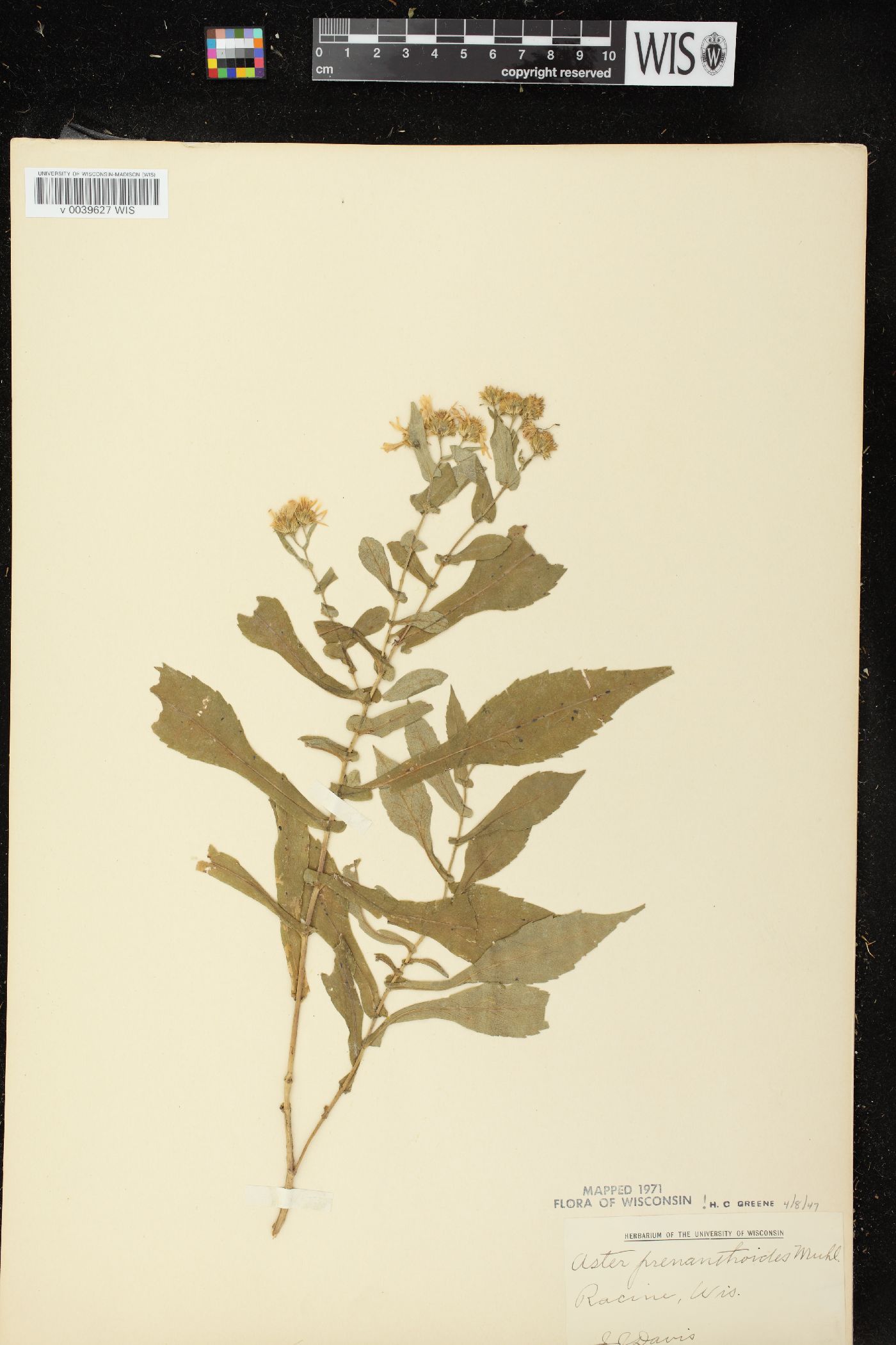 Symphyotrichum prenanthoides image