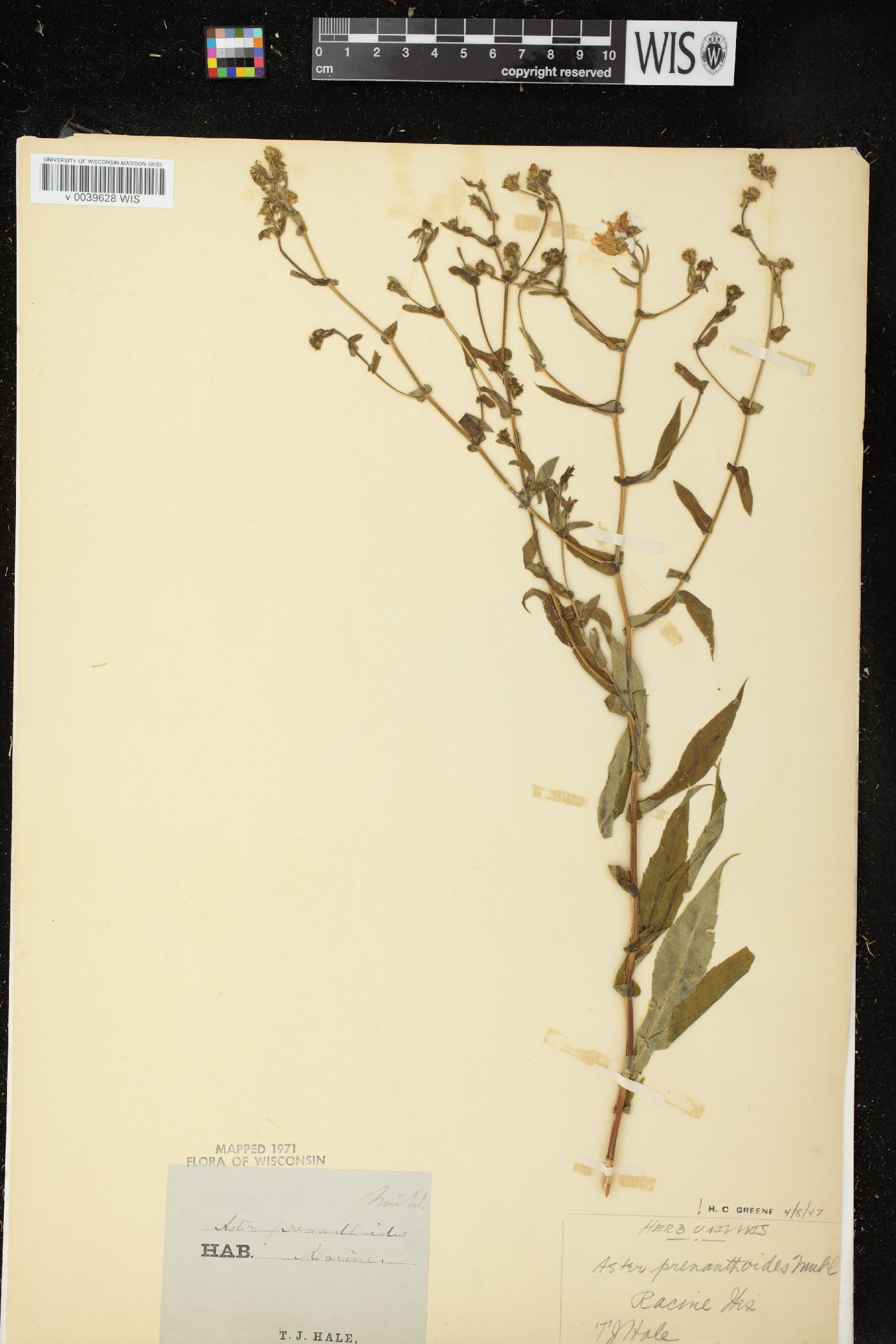 Symphyotrichum prenanthoides image
