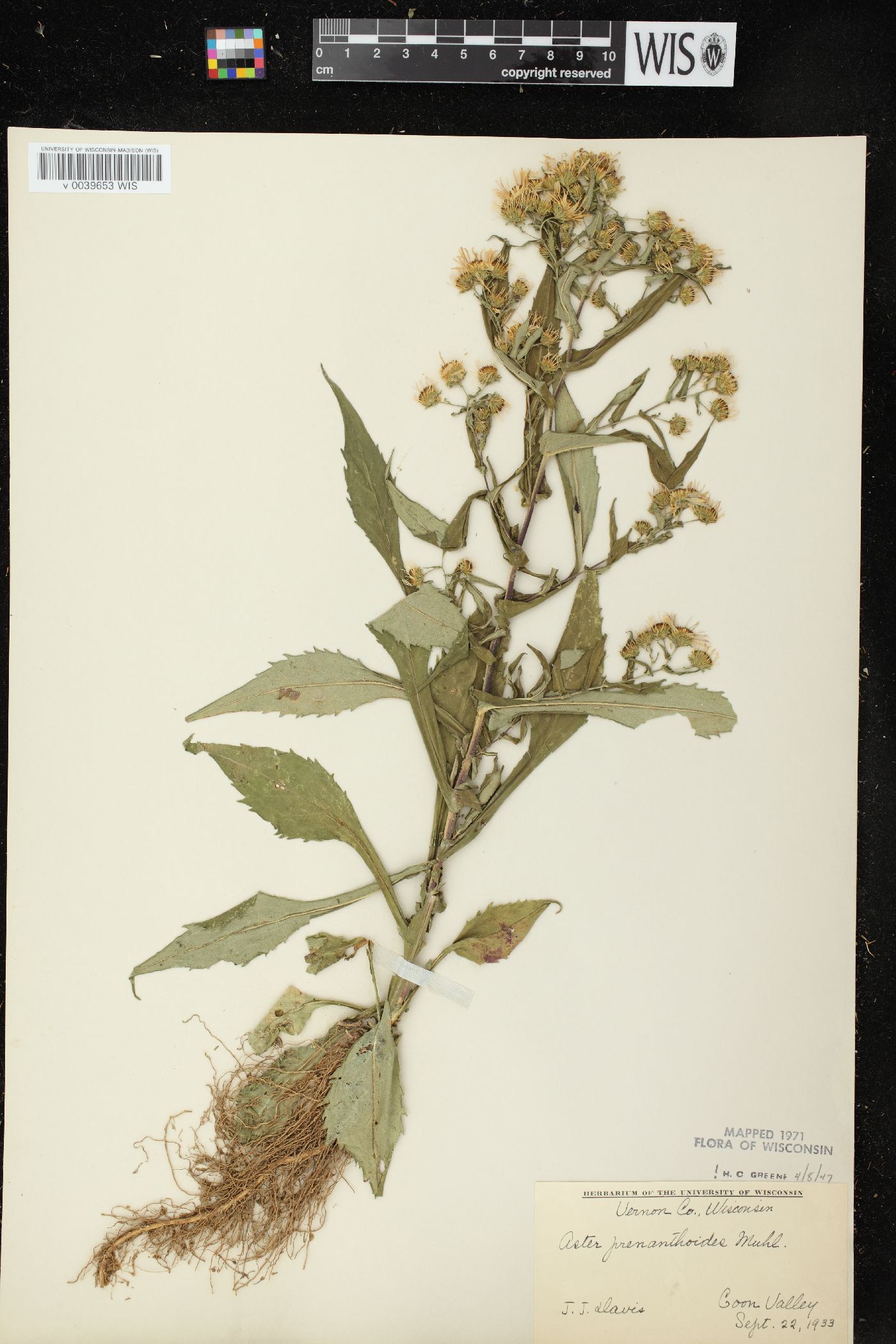 Symphyotrichum prenanthoides image