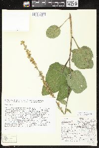 Verbascum nigrum image