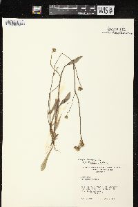 Crepis tectorum image