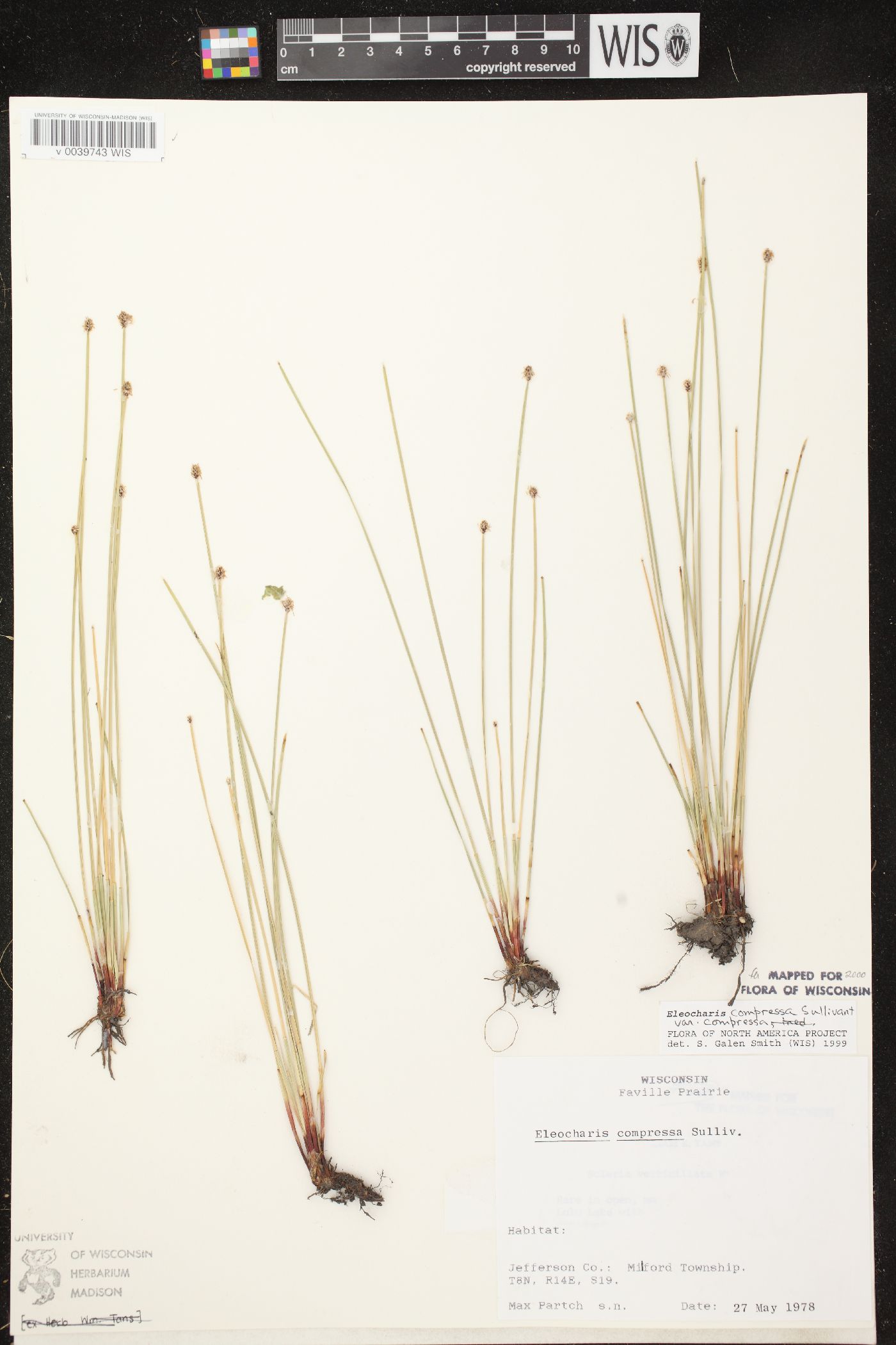 Eleocharis compressa var. compressa image