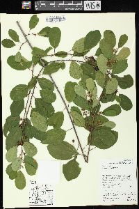 Frangula alnus image