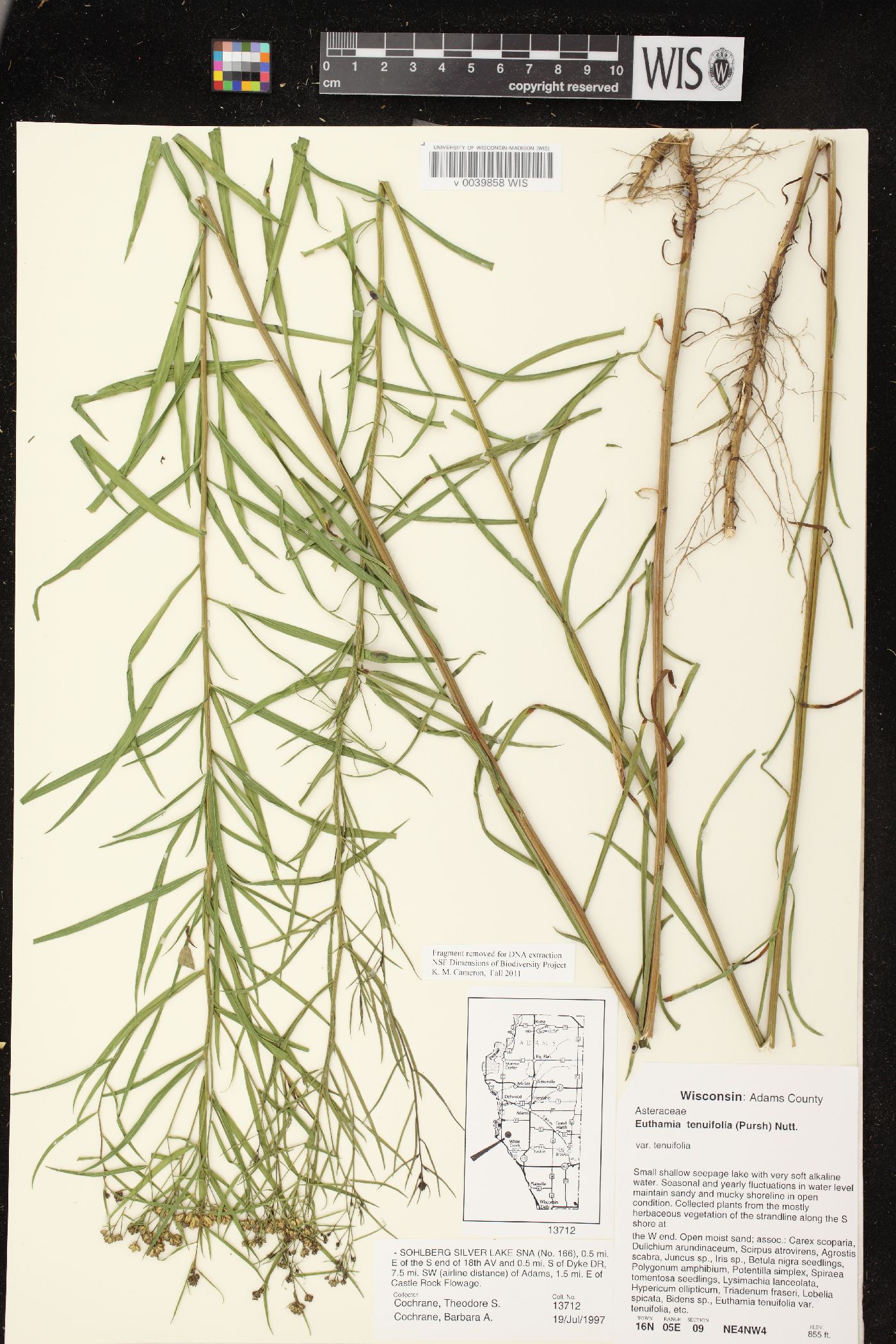 Euthamia tenuifolia var. tenuifolia image