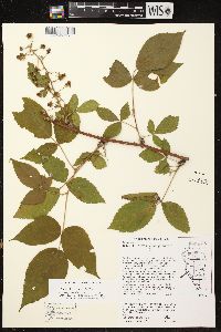 Rubus ithacanus image